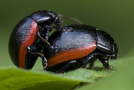 Chrysolina cf. fimbrialis